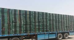 HDPE Pallets Regrind - Green - Post consumption